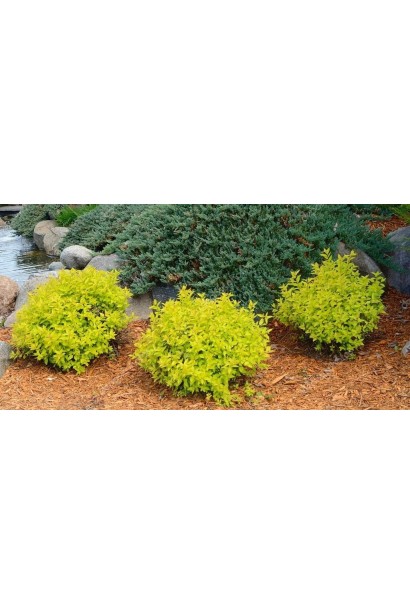 Спірея японська Голдмаунд